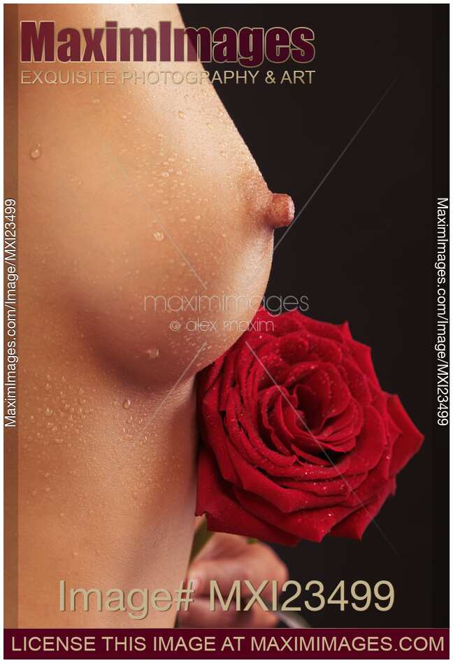 Beautiful Woman Breast and a Red Rose