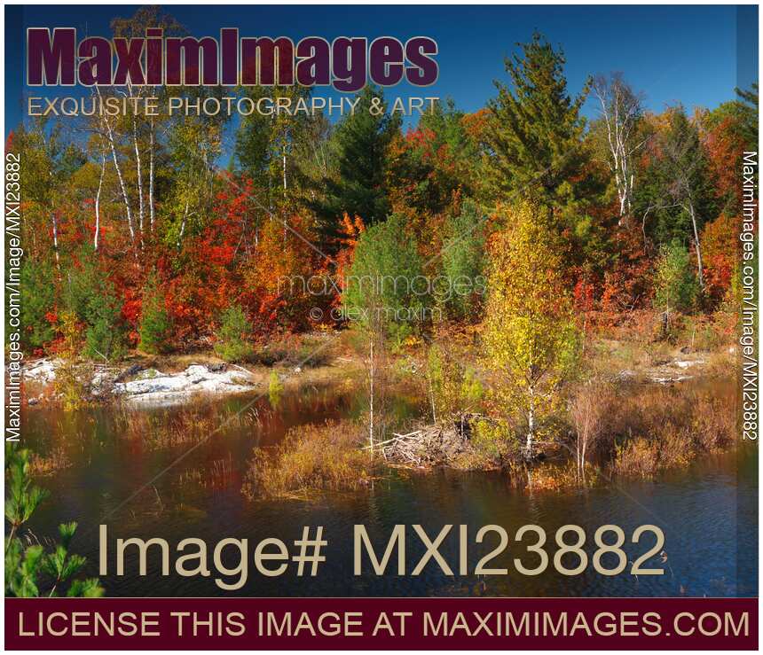 Beaver Pond Fall Nature Scenery