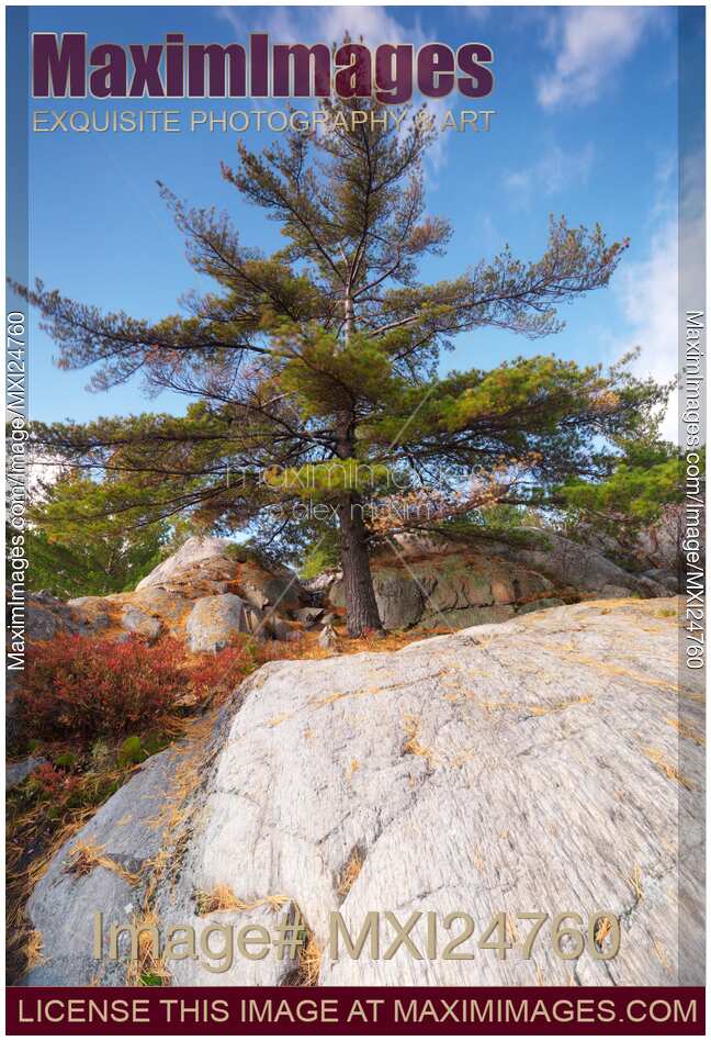 Big pitch pine tree and rocks