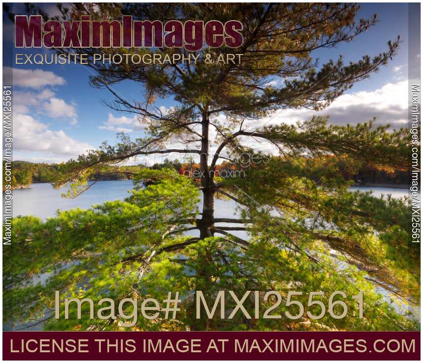 Big pitch pine tree in fall nature scenery