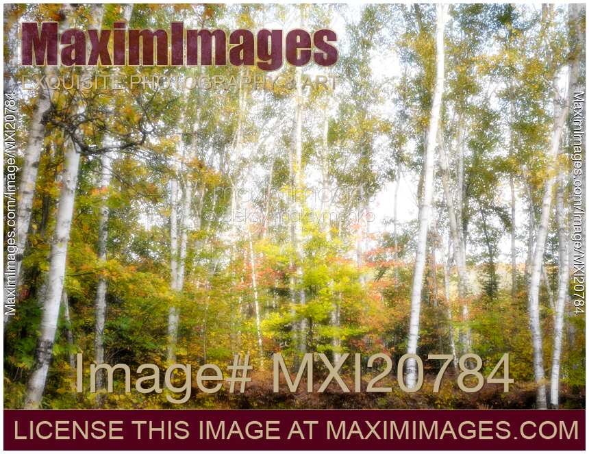 Birch Forest in autumn Muskoka Canada