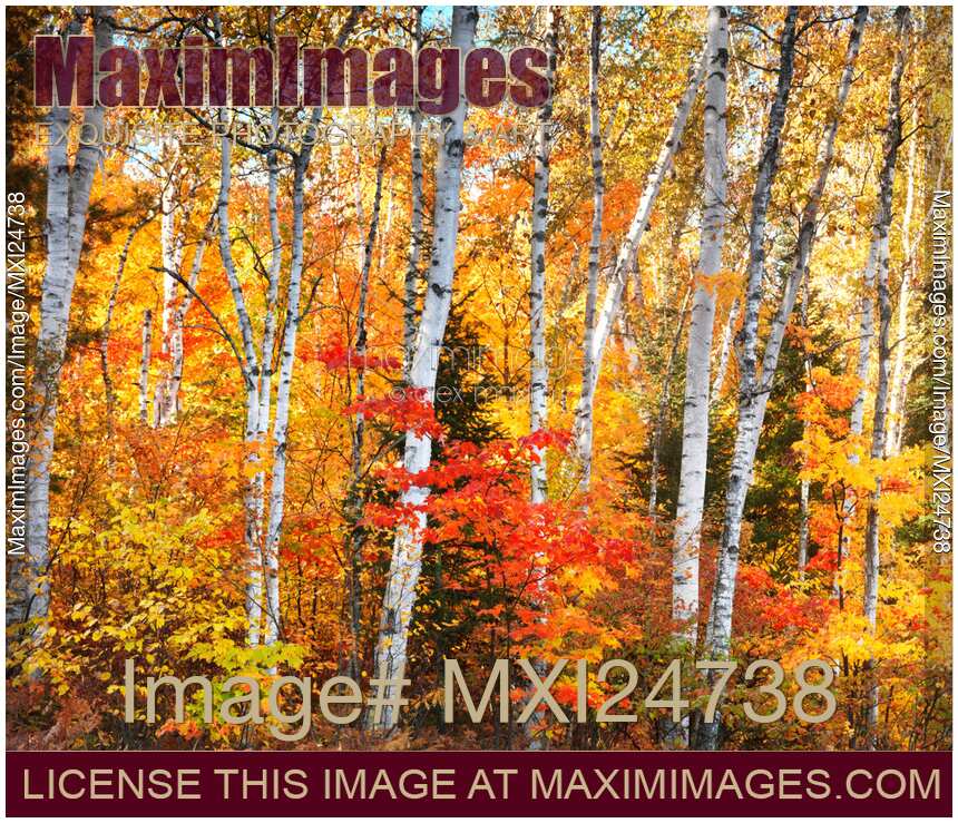 Birch trees fall nature scenery