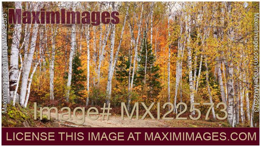 Birch Trees Fall Scenery