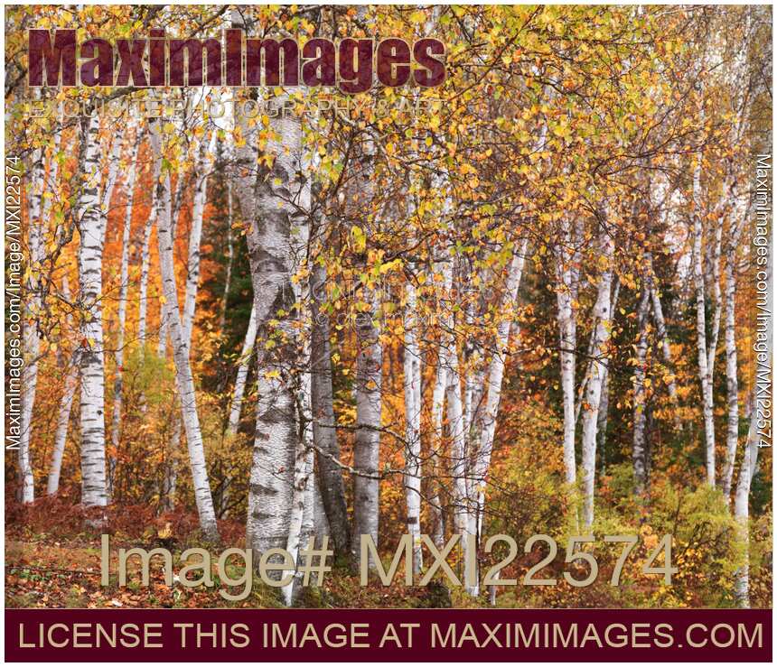 Birch Trees Fall Scenery