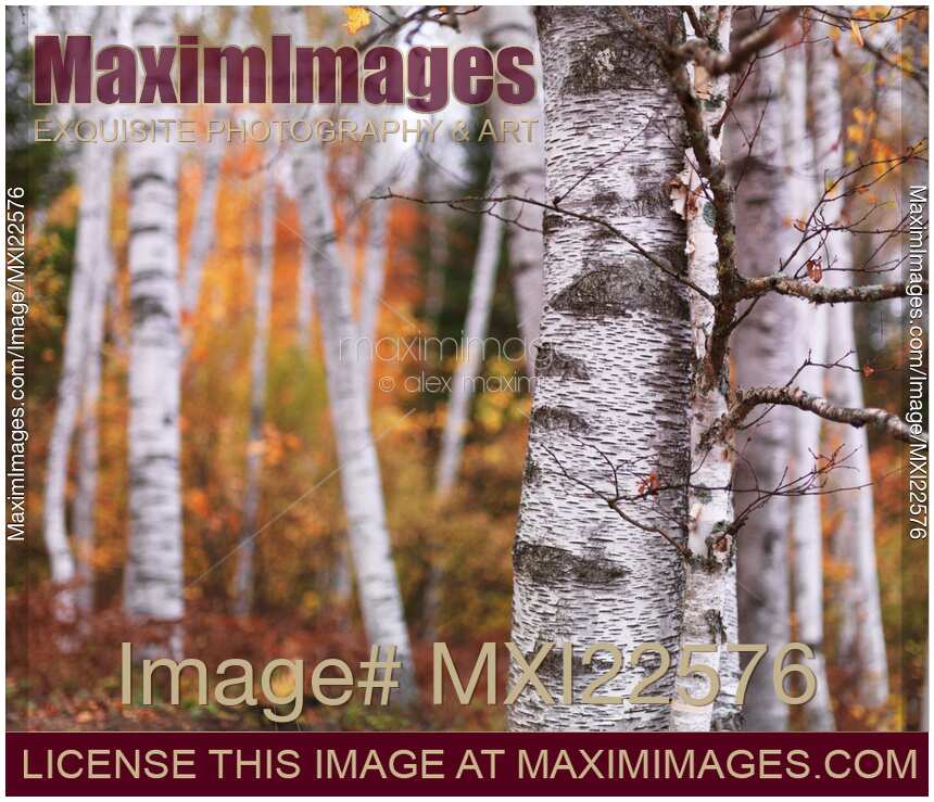 Birch Trees Fall Scenery