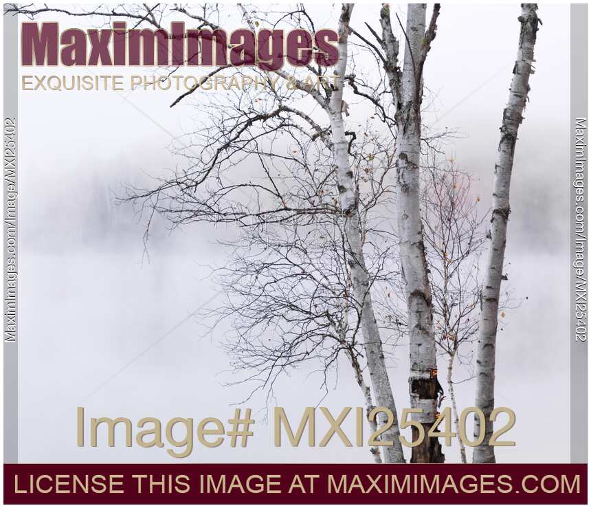 Birch trees over misty white lake nature scenery