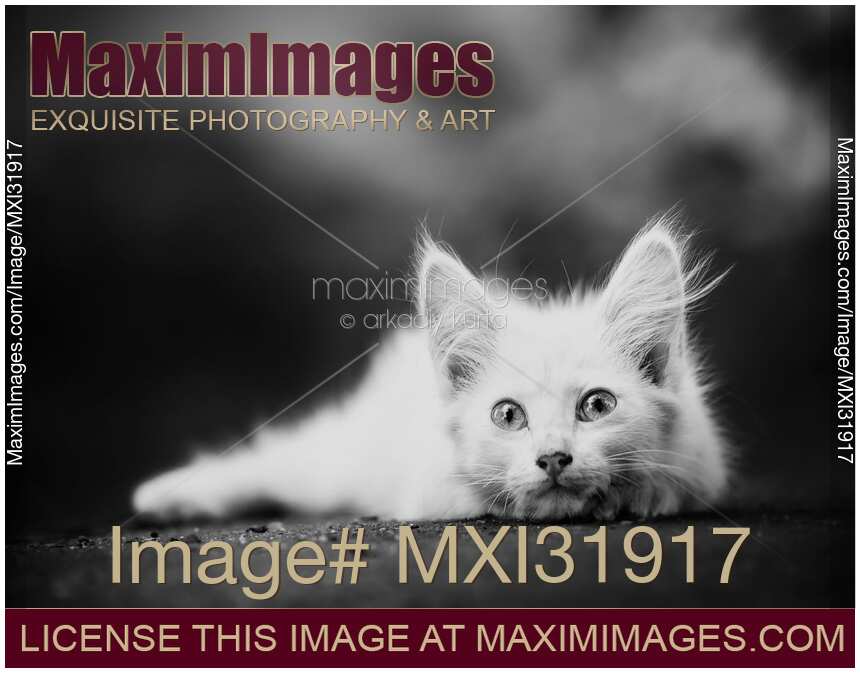 Black and white portrait of a cute furry white kitten lying on the ground