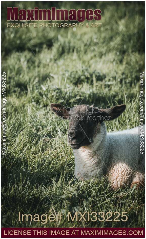 Black face sheep lying in the grass at a farm field