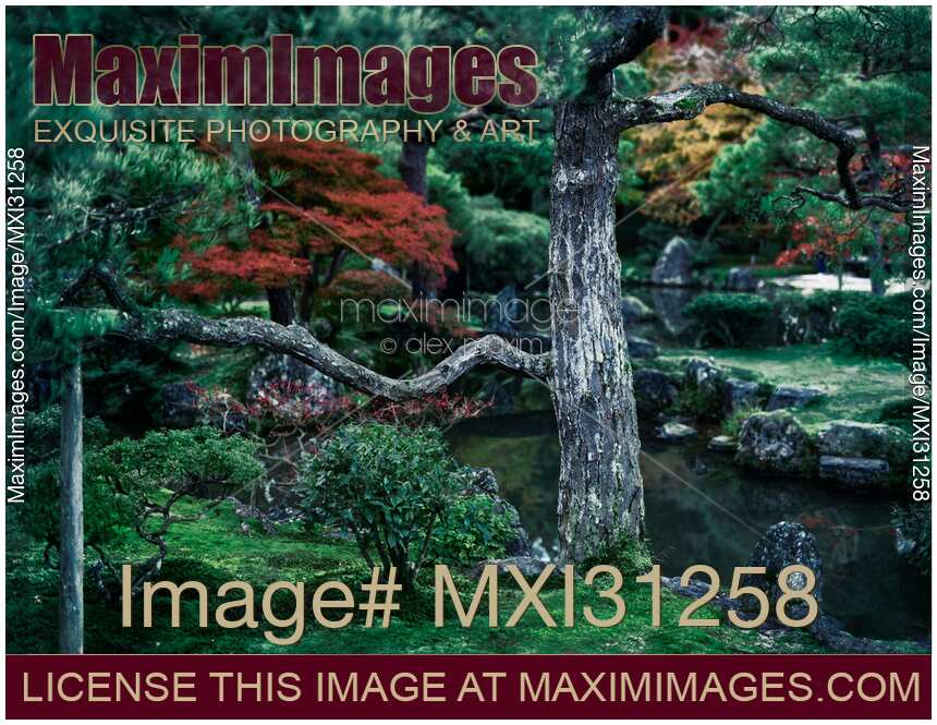 Black Pine tree in a Japanese Zen garden at Ginkaku-ji Jisho-ji Temple in autumn scenery