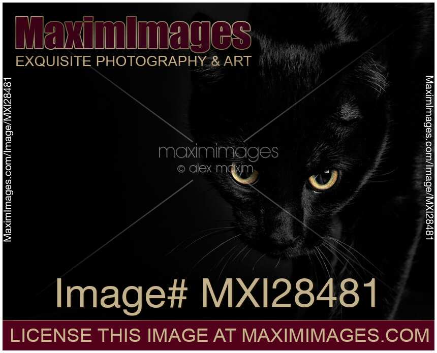 Black with bright yellow cat eyes face portrait