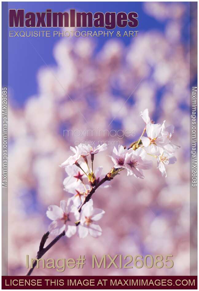 Blossoming cherry tree branch