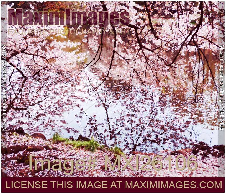 Blossoming cherry tree branches touching water