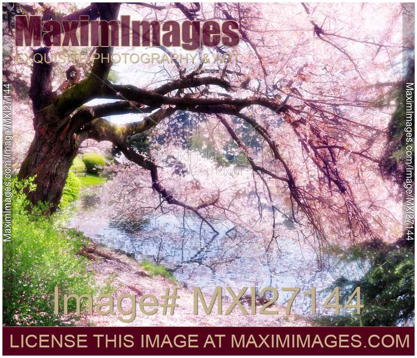 Blossoming cherry tree touching water