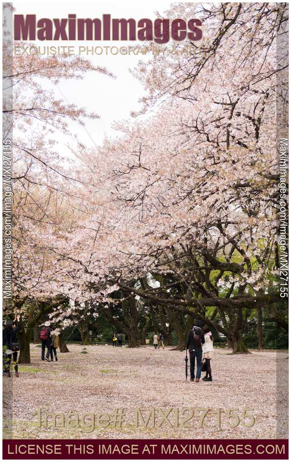 Blossoming cherry trees at Gyoen National Garden in Tokyo
