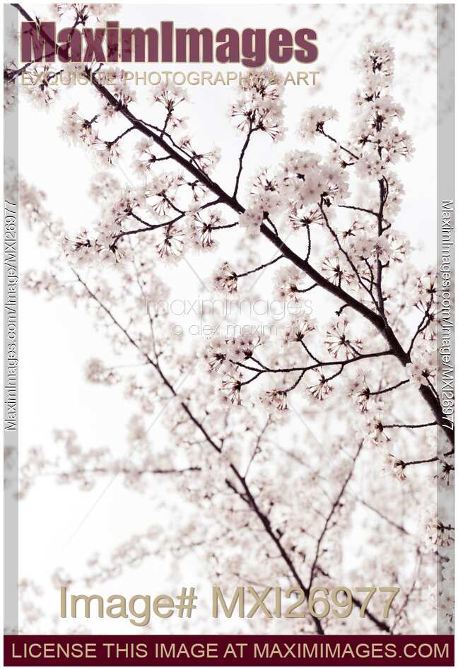 Blossoms on cherry tree branches closeup background