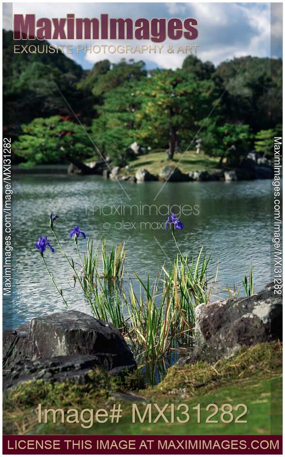 Blue Japanese Irises by the pond in a peaceful scenery of a Japanese Zen garden