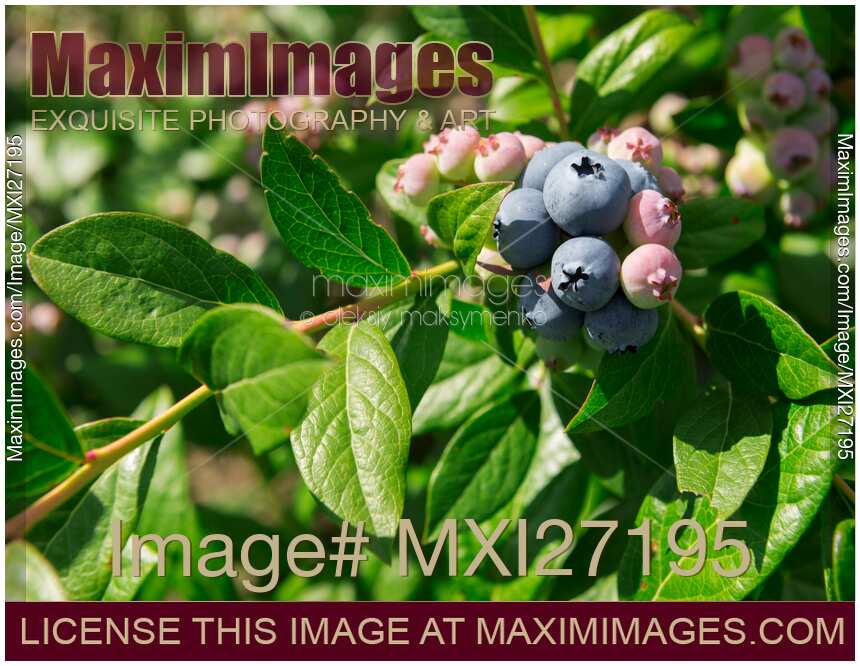 Blueberry bush closeup