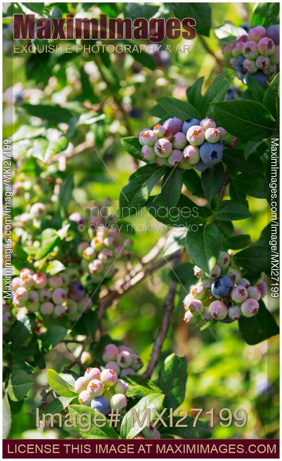 Blueberry bush
