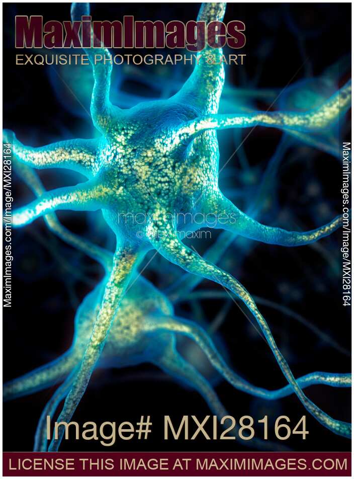 Brain cell Neurons