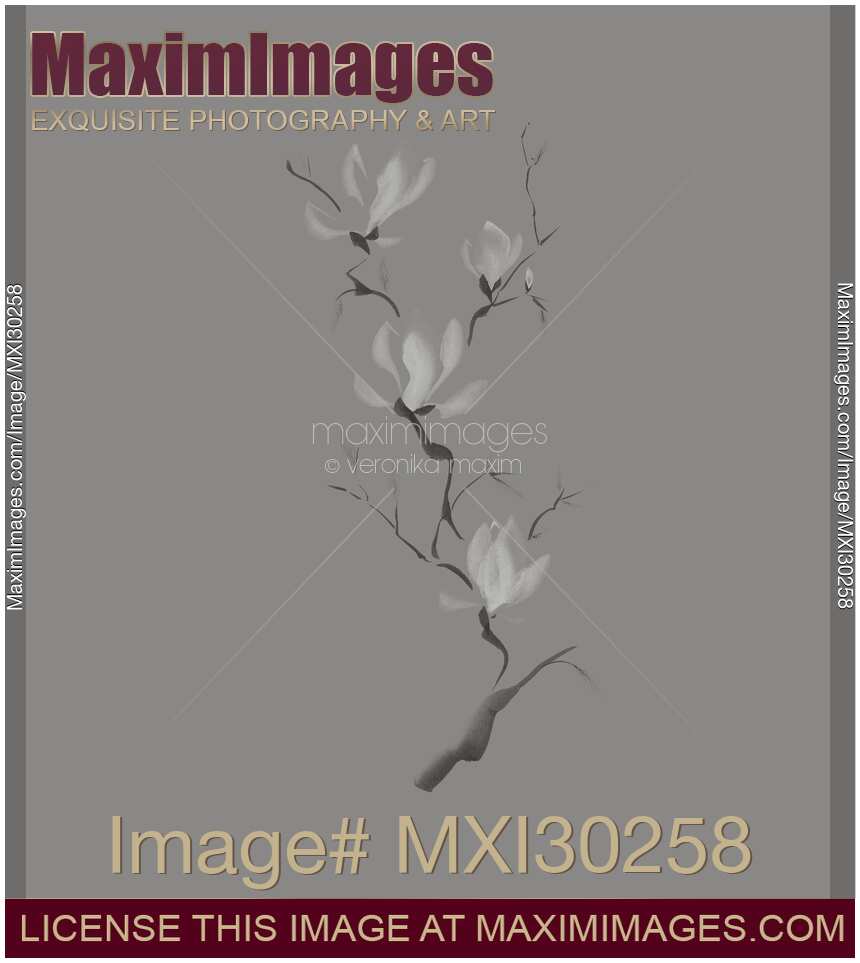 Branch of blooming magnolia flowers artistic Zen Sumi-e painting design on gray background