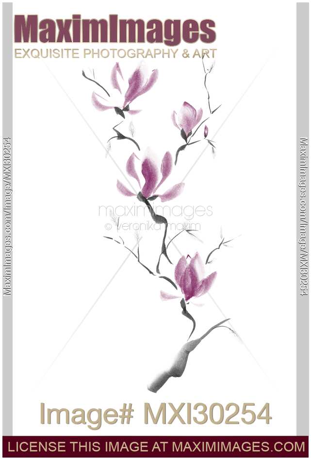 Branch of blooming purple magnolia flowers Japanese Zen Sumi-e painting on white
