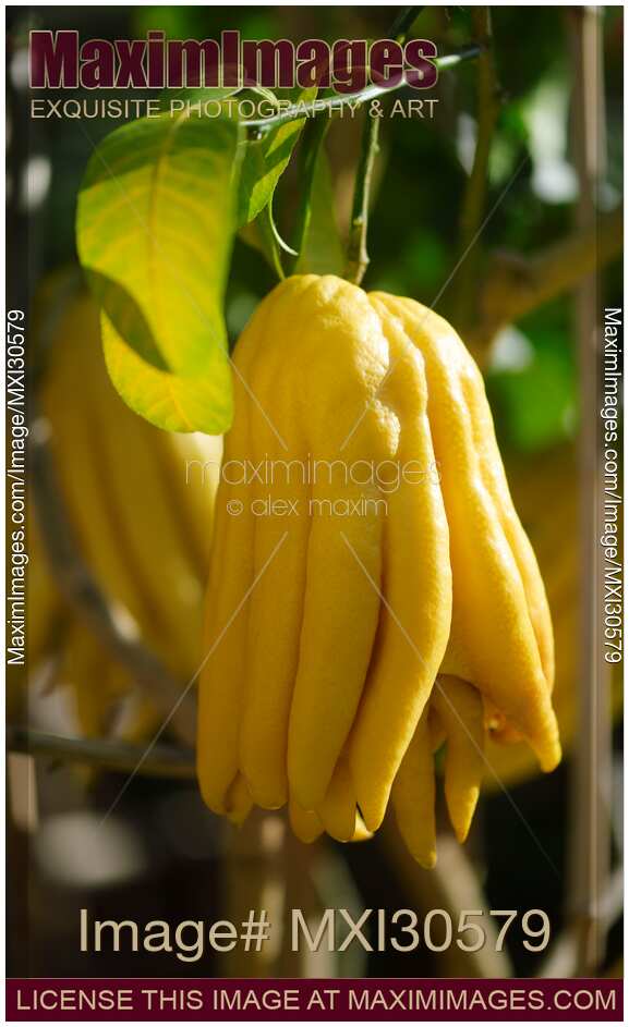 Buddha hand fruit Citrus medica fingered citron on a tree