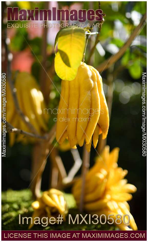 Buddha's hand citron fruit tree in Japan exotic citrus fruit Citrus medica