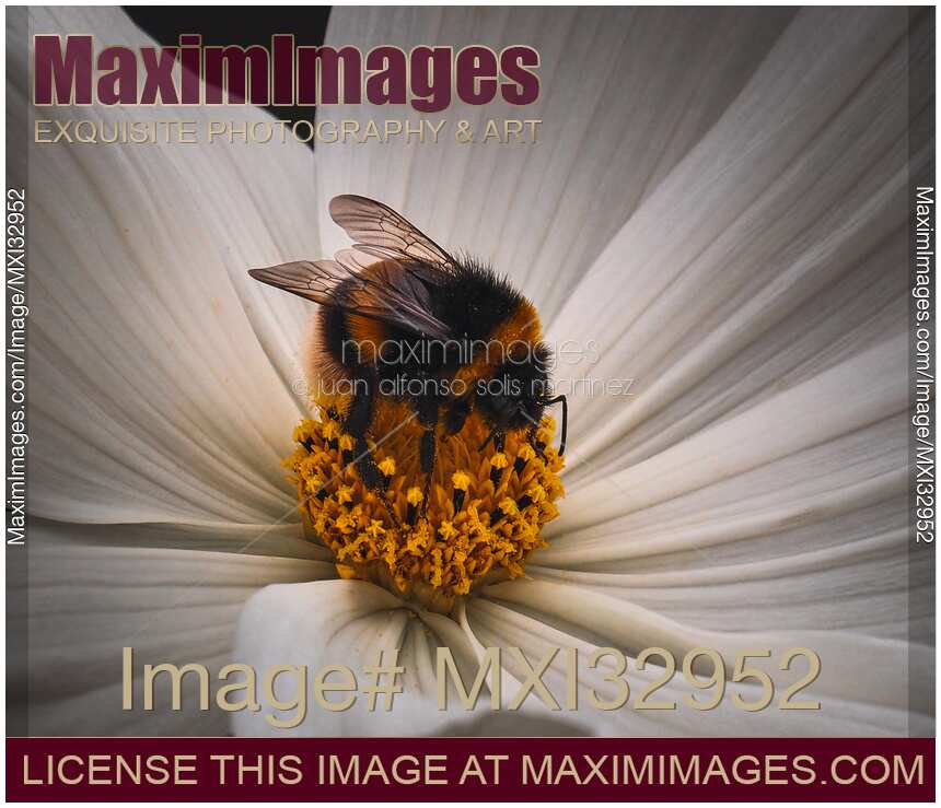 Bumble Bee pollinating a white daisy flower closeup