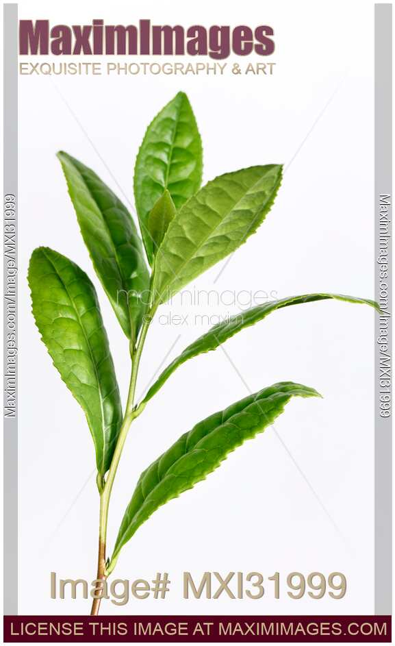 Camellia sinensis Green Tea Plant leaves