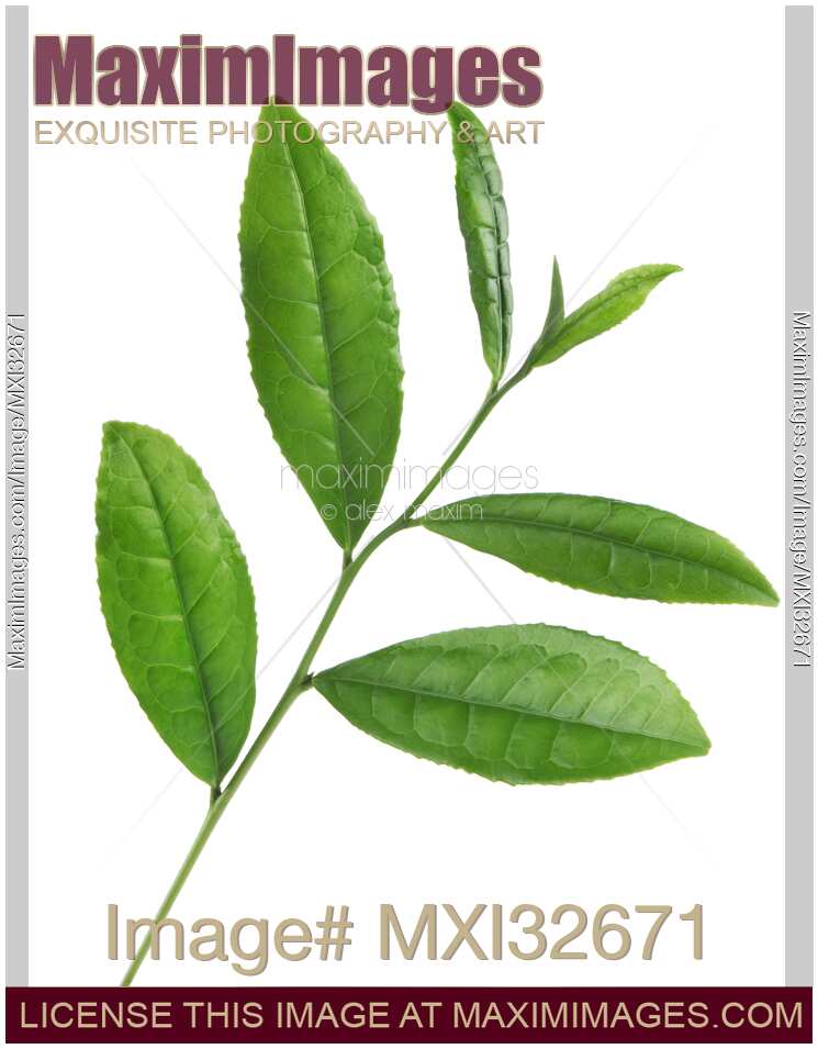 Camellia Sinensis Green Tea Tree Plant closeup of leaves on white