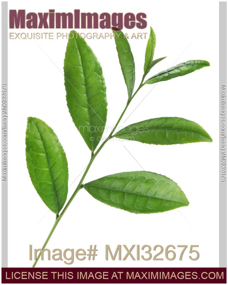 Camellia Sinensis Tea Plant closeup of green leaves on a branch