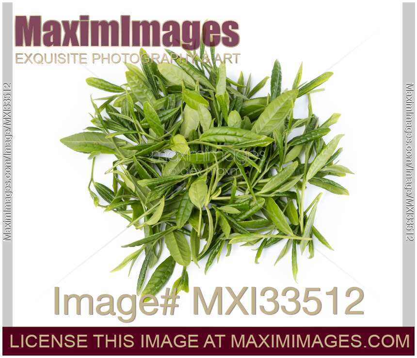 Camellia sinensis young green tea leaves isolated on white