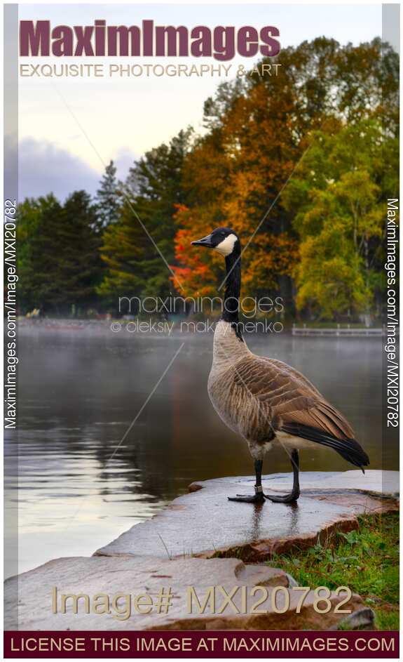 Canada Goose by the lake in autumn Muskoka Ontario