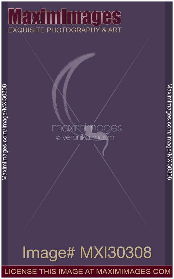 Cat lying on the waning moon artistic illustration design in purple colors