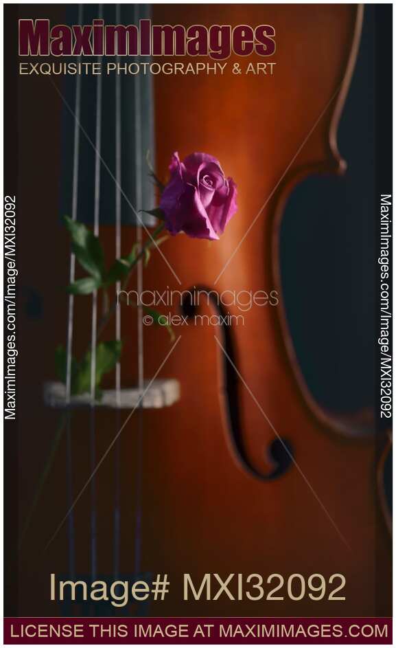 Cello closeup with a rose between the strings Romantic still life in dim moody tones