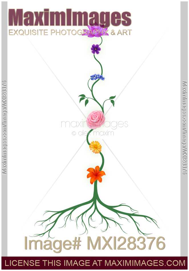 Chakras Shown as Flowers on Stem Growing From Root. Yoga, Reiki, energy healing concept.
