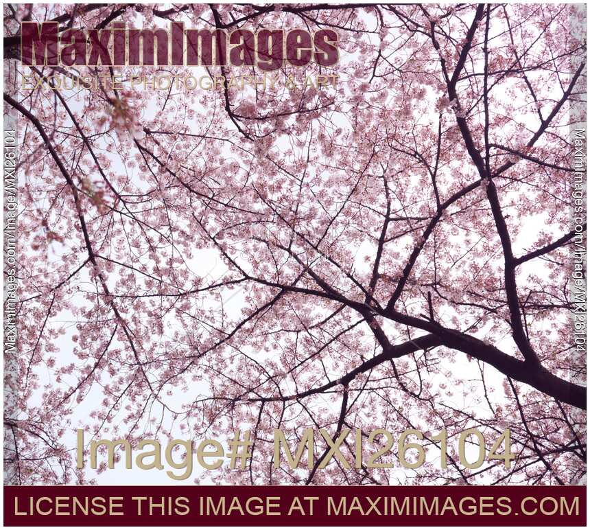 Cherry blossom artistic background