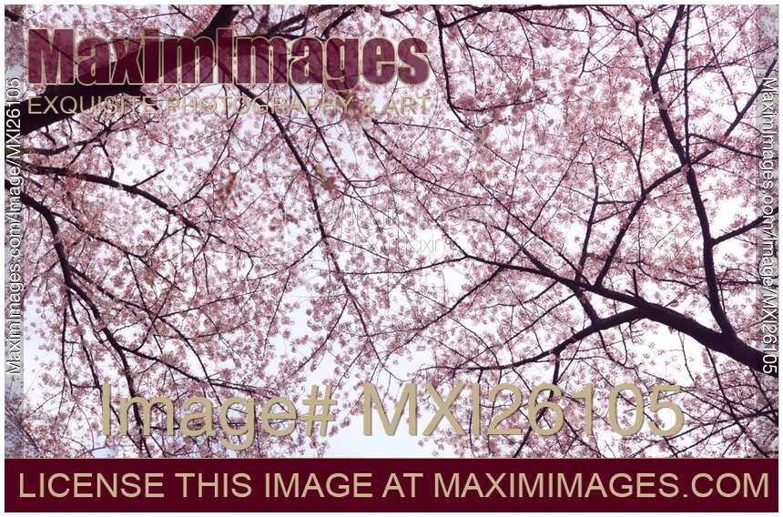 Cherry blossom artistic background