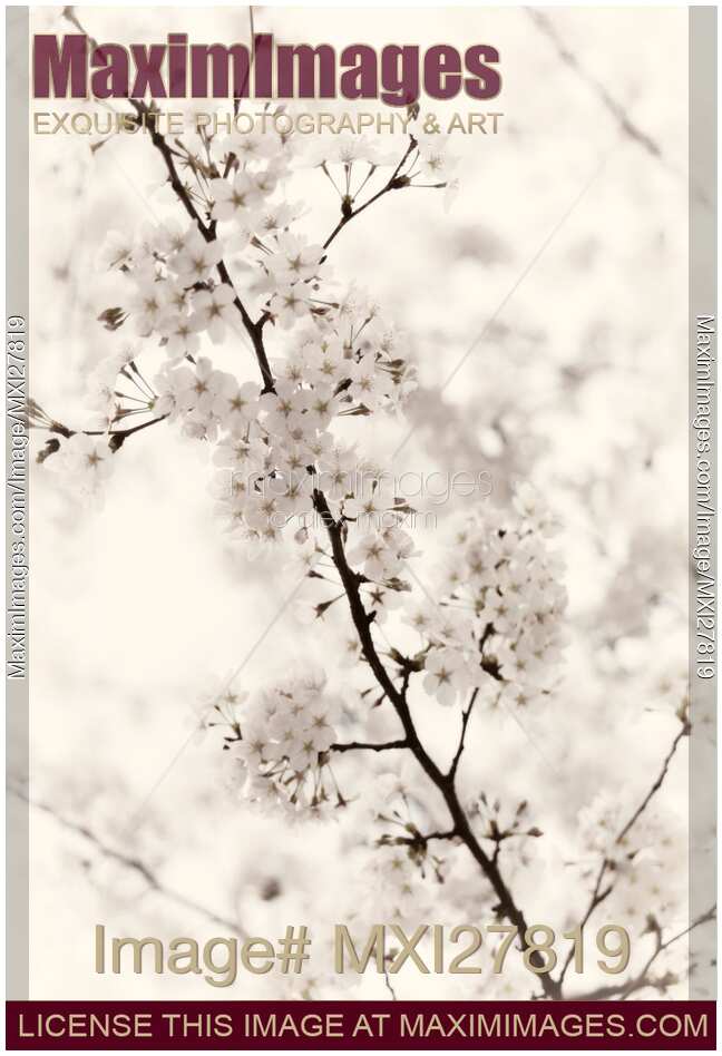 Cherry blossom artistic closeup sepia toned
