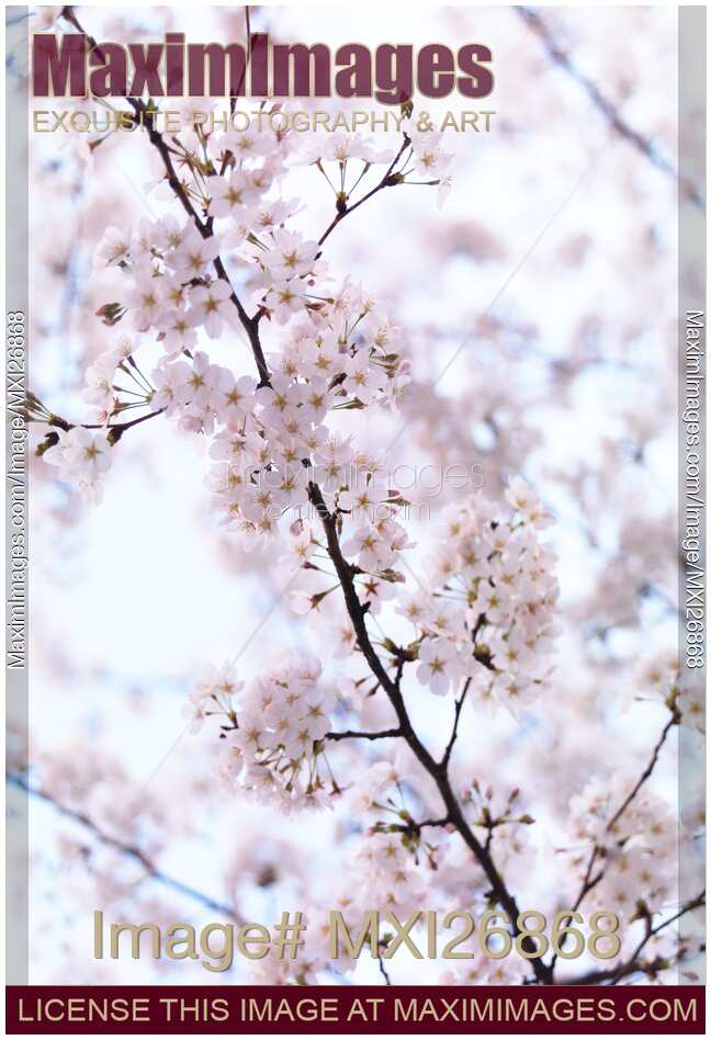 Cherry blossom artistic closeup
