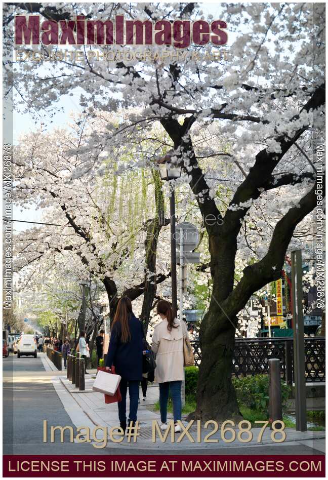 Cherry blossom at Kiya-machi dori street in Kyoto