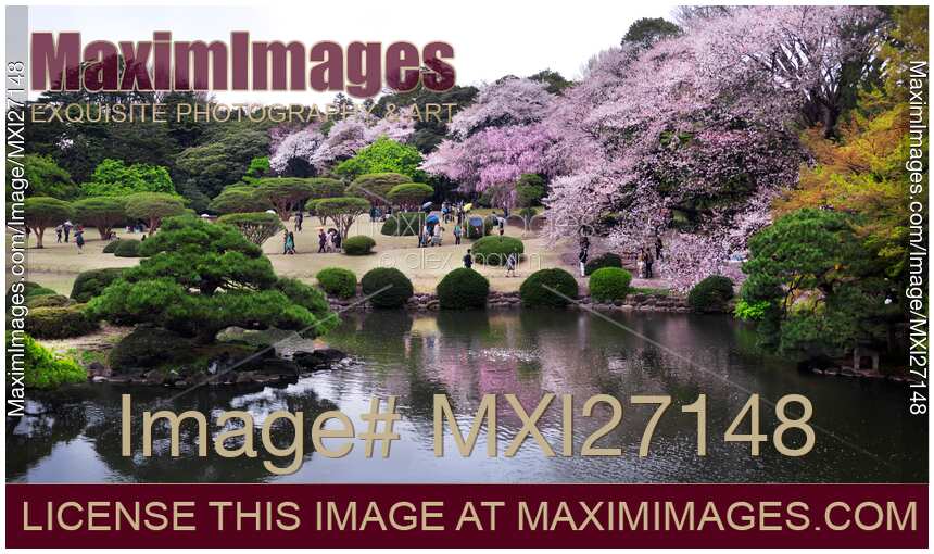 Cherry blossom at Shinjuku Gyoen Garden in Tokyo