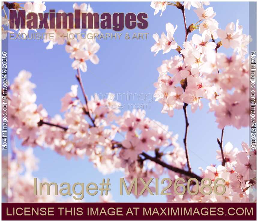 Cherry blossom closeup