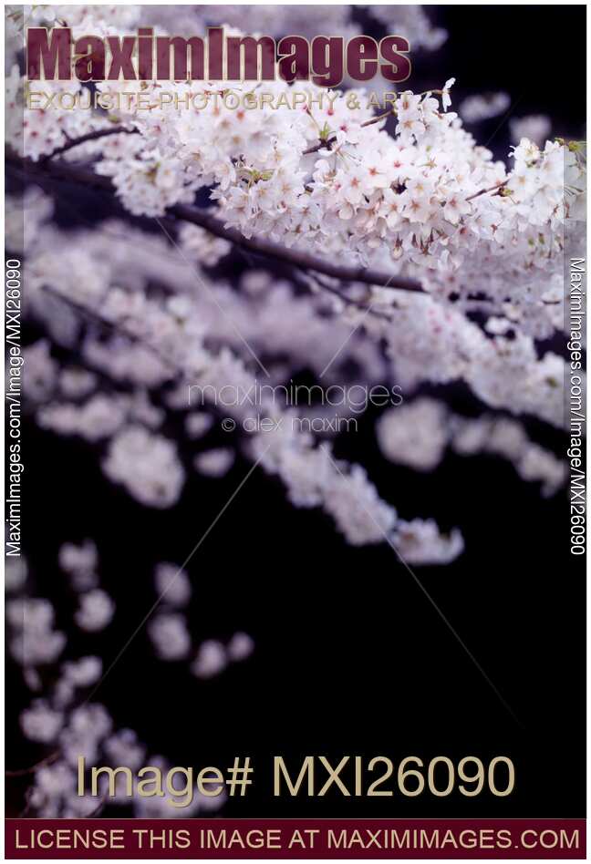 Cherry blossom over black background