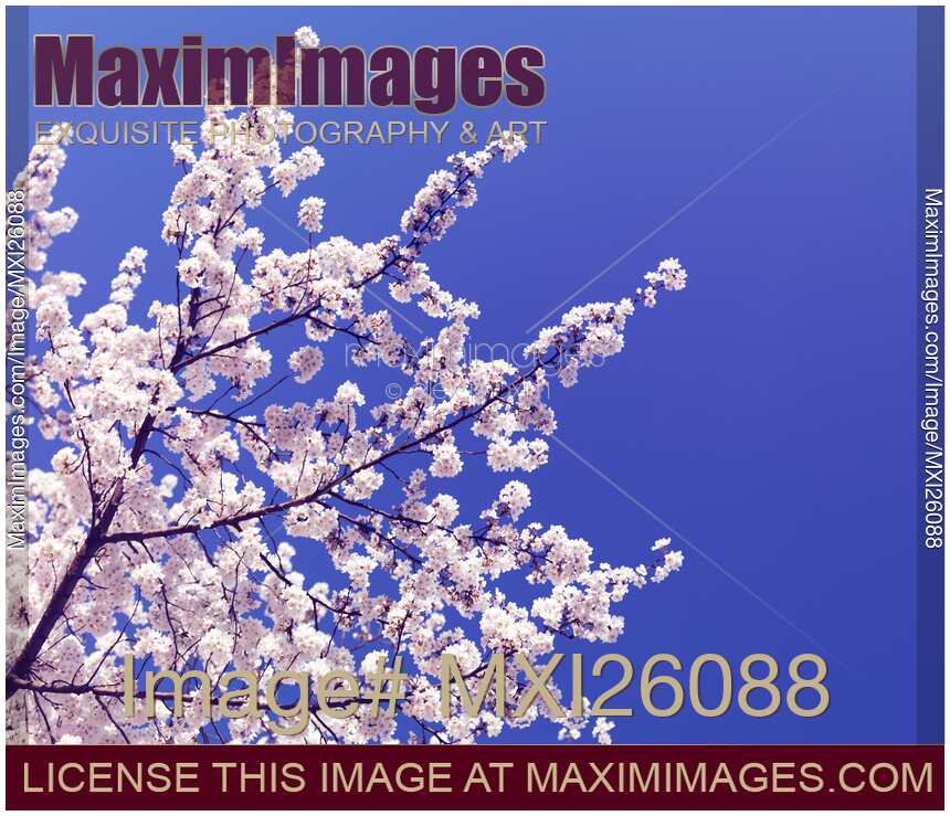 Cherry blossom over blue sky background