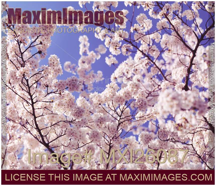 Cherry blossom over blue sky