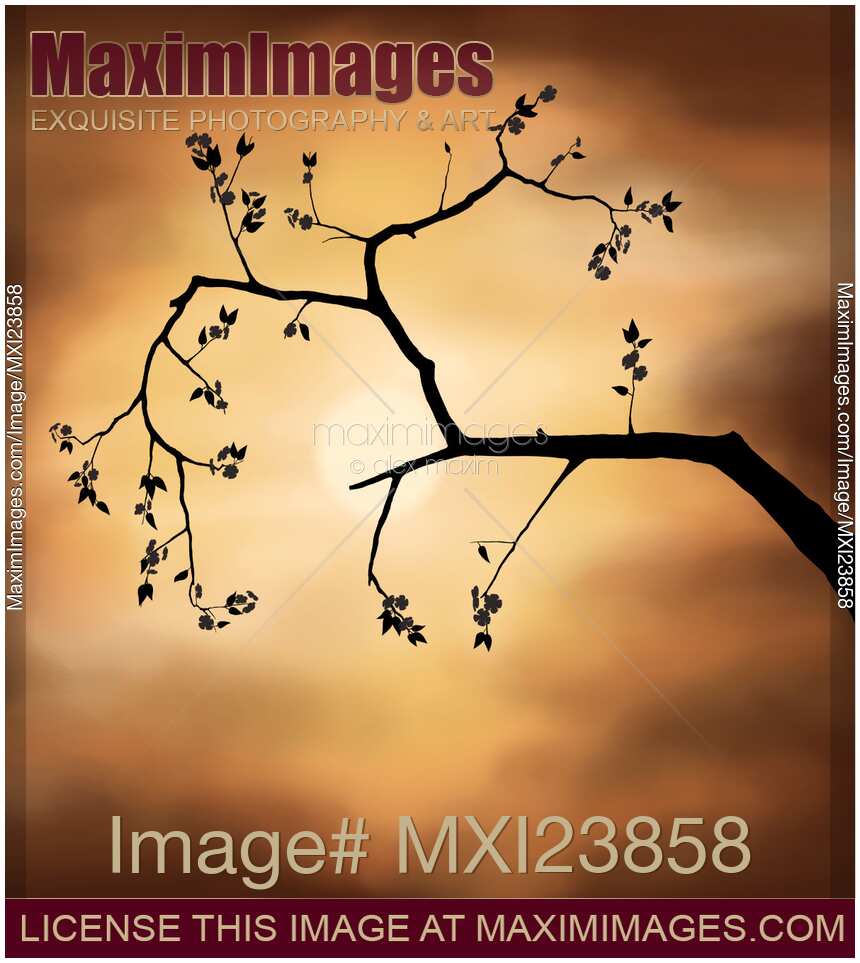 Cherry Blossom over Dramatic Sky