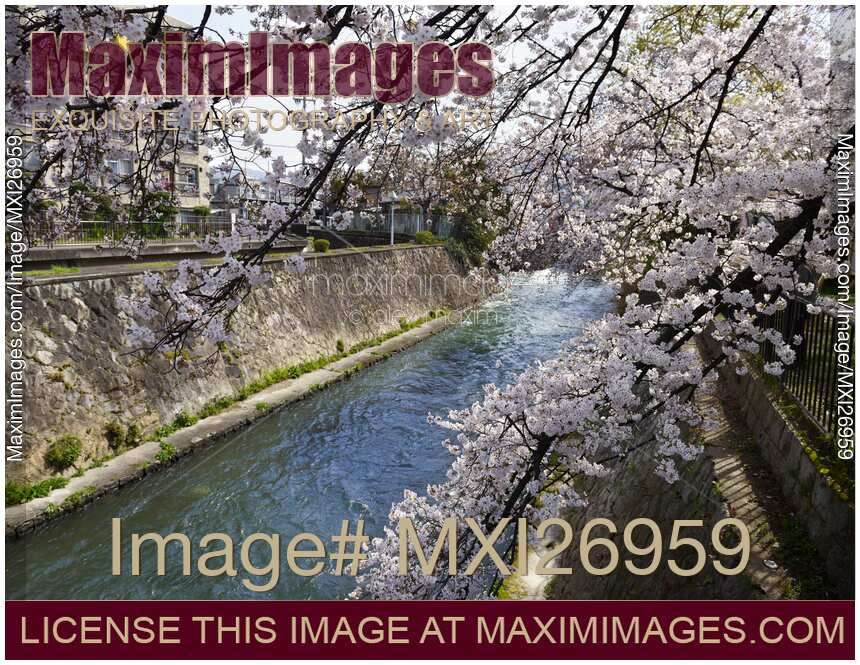 Cherry blossom over river canal in Kyoto