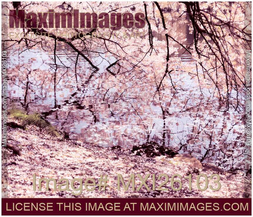Cherry blossom touching water