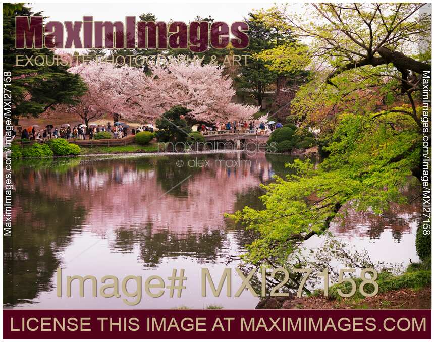 Cherry blossoms at Shinjuku Gyoen Garden